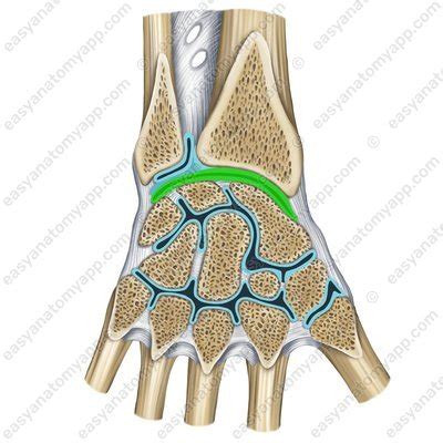 Radiocarpal (wrist) joint – Easy Anatomy 3D