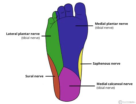 Medial Plantar Nerve Course Motor Sensory Teachmeanatomy