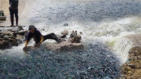 Unbelievable This Fishing How To Catching A Lot Catfish Swimming Up