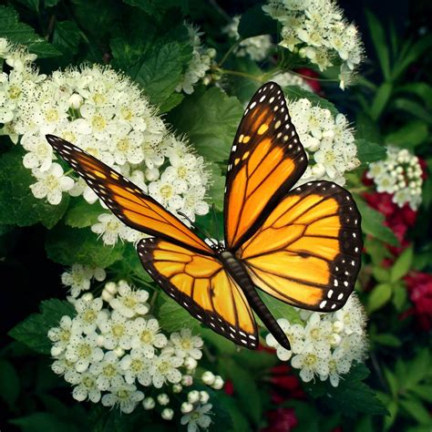 Contact » Monarch Butterfly Garden- Save The Butterflies