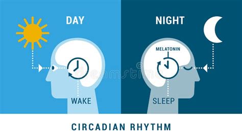 The Circadian Rhythm And Sleep Wake Cycle Stock Vector Illustration