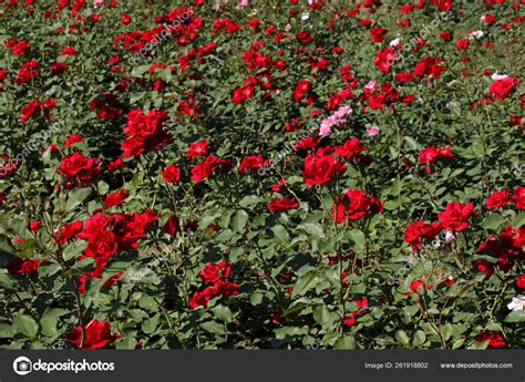 Red Roses Garden Stock Photo by ©YAYImages 261918802