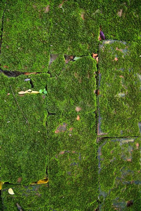 Muro Velho De Pedra Sobrado Musgo Foto De Stock Imagem De Tijolo