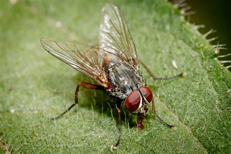 Семейство настоящие мухи (Muscidae) – Мир Знаний