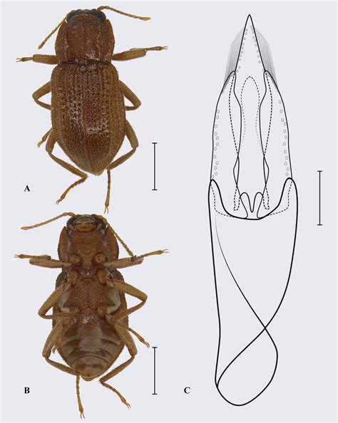 Hexacylloepus Calori Sp Nov Male Holotype A B Habitus A