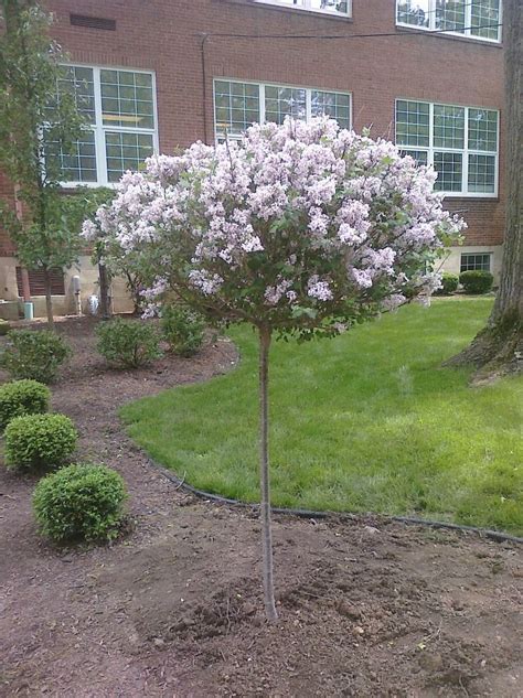 Best 25+ Dwarf lilac tree ideas on Pinterest | Dwarf lilac, Dwarf ...