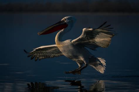 Premium Photo | Close-up of pelican flying over lake