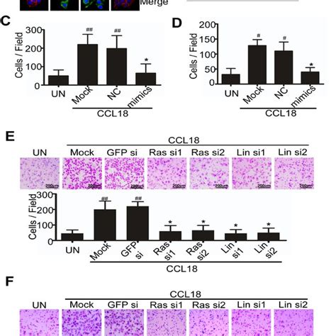 Ccl Reduces Mir Expression To Enhance Emt Migration And Invasion