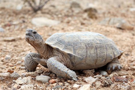 What Do Desert Tortoises Eat In Captivity Tommy Grier Torta Nuziale