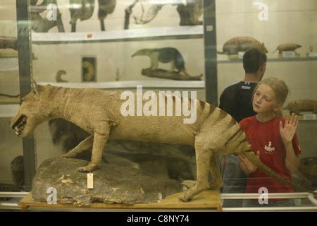 A stuffed Tasmanian tiger in a display case of the Booth Museum in Brighton Stock Photo - Alamy