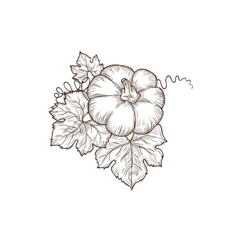 Premium Vector Sketch Pumpkin Vector Ripe Raw Plant Vegetable