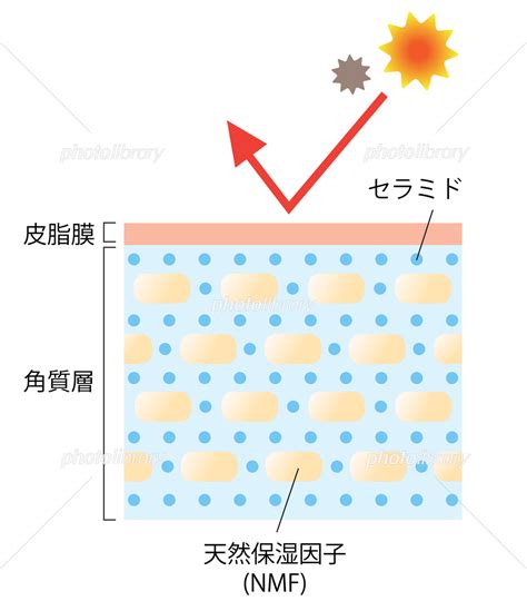 健康な肌 セラミド 断面図 イラスト素材 6562905 フォトライブラリー photolibrary