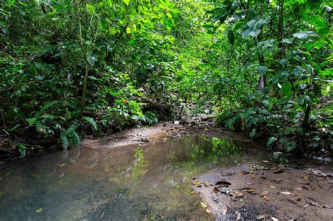 Un Bosque De Manglares Extinto Es Descubierto En Isla Barro Colorado De