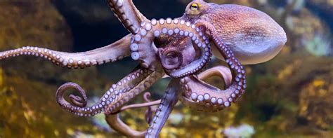 Which octopus is dangerous?