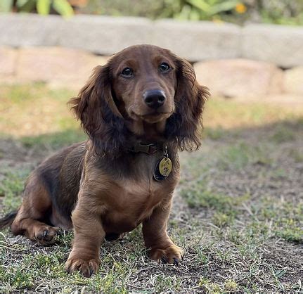 Past Puppies Hot Diggity Doxies