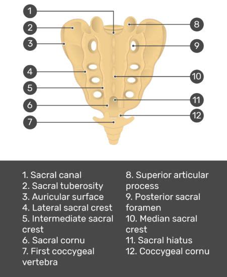 Test yourself image for the posterior view of the sacrum showing ...