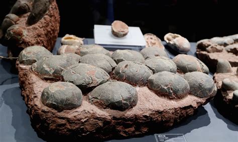 Unveiling Ancient Clues Discovery Of Million Year Old Nest With