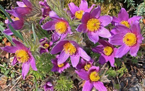 Top Plants For An Alpine Rock Garden David Domoney Rock Garden