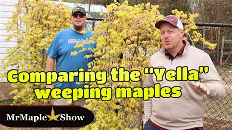 Comparing Three Different Yellow Weeping Japanese Maple Cultivars Youtube