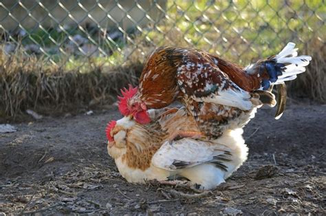 Do Roosters Have Penises How Did They Lose Them