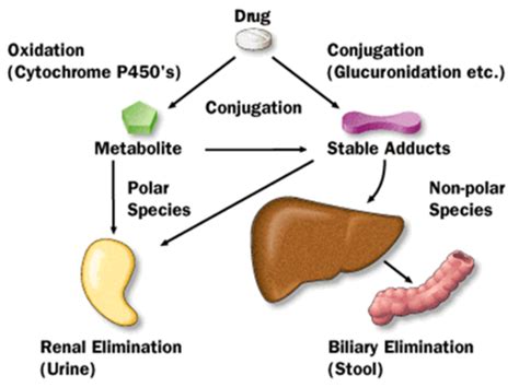 Introduction To Pharmacology Drug Excretion Block I Flashcards Quizlet