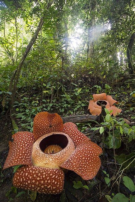 Rafflesia - Wikiwand