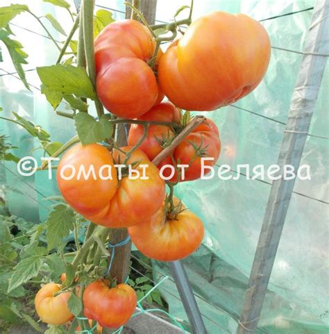 Томат Закат Аллегени • Описание, ОТЗЫВЫ(17), фото, семена, купить