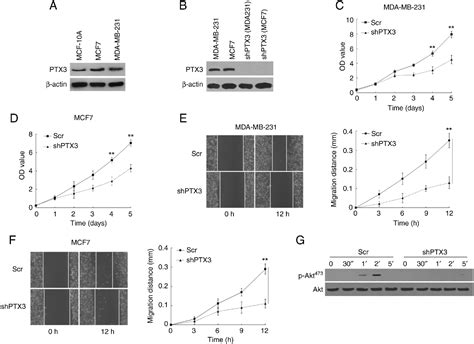 Figure 2 From Ptx3 Promotes Breast Cancer Cell Proliferation And