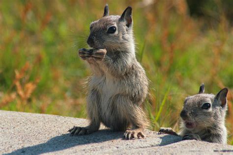 img8782 Gray Squirrels by robert-kim-karen on DeviantArt