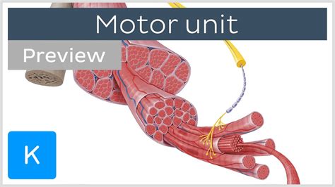 Motor Unit Anatomy Definition - Infoupdate.org