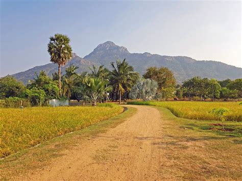 The Holy Mountain Arunachala In Tiruvanamalai Tamil Nadu India At