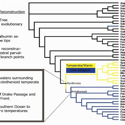 2 Ancestral Sequence Reconstruction Guide Tree And Method Outline 51