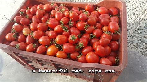 How To Ripen Green Tomatoes YouTube