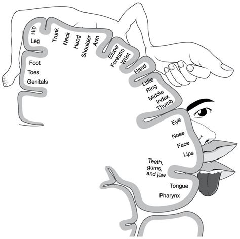 Homunculus Sensory And Motor Cortex