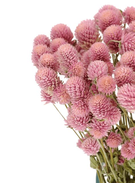 Dried Pink Globe Amaranth Gomphrena Premium Bunch Stems Blosmi