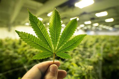 Your Beginner’s Guide to Cannabis in Vancouver - Fezeg