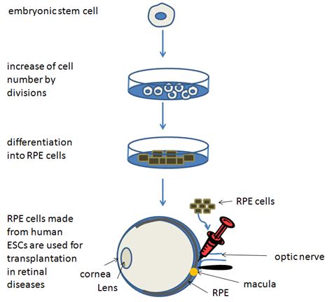 Embryonic Stem Cell Therapy – From Bench to Bed | IntechOpen