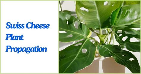 Swiss Cheese Plant Propagation A Comprehensive Guide Plantvilacom