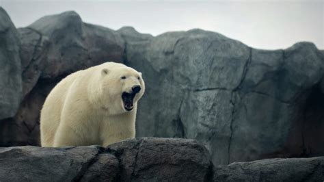 Polar bears coming to Calgary Zoo thanks to $15.5M Canadian Wilds expansion - Calgary ...