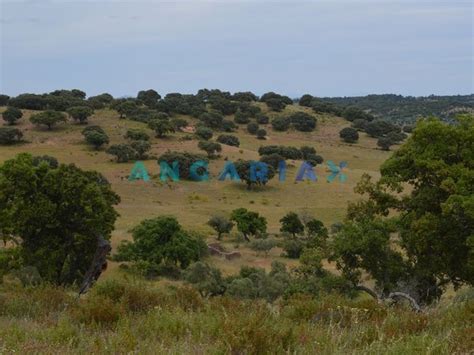 Terrenos Em Idanha A Nova Castelo Branco Idealista