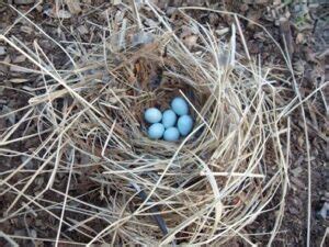 The Truth About Disturbing A Birds Nest