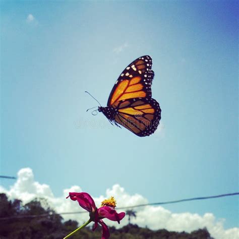 Flying Monarch Butterfly Stock Image Image Of Outdoor 63643977