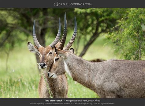 Kruger Wildlife Photos – Images & Pictures of Kruger National Park