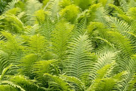 How To Grow Ferns From Spores Germination Planting Care And Guide