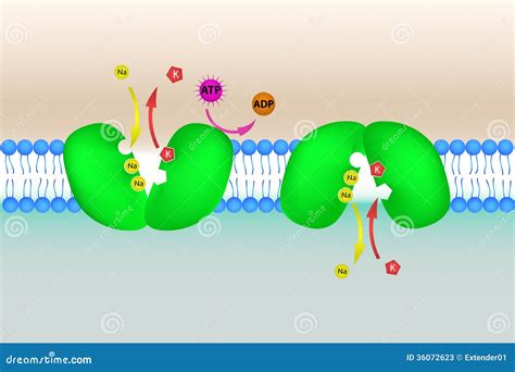 Sodium Potassium Pump Illustration Stock Photos - Image: 36072623