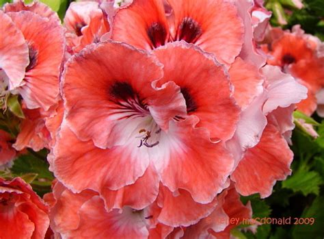 Plantfiles Pictures Regal Pelargonium Uk Martha Washington Geranium