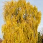 Виды и сорта ивы (64 фото): разновидности кустарников, цельнолистная и ...