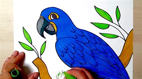 Hyacinth Macaw Drawing