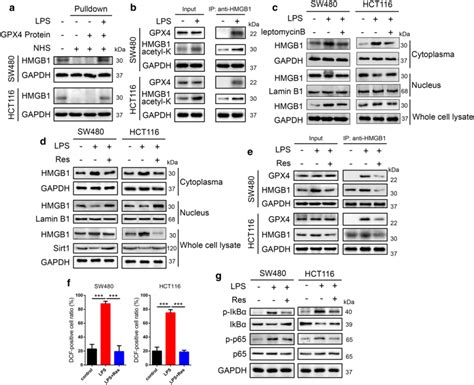 Acetylated Hmgb1 Contributes To Interact With Gpx4 To Regulate Ros