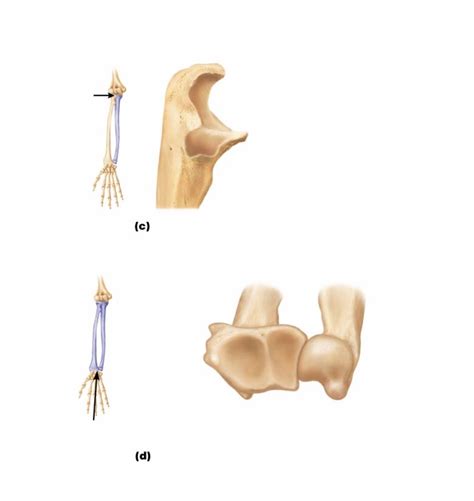 Ulna And Radius Super Views Of Connections Diagram Quizlet